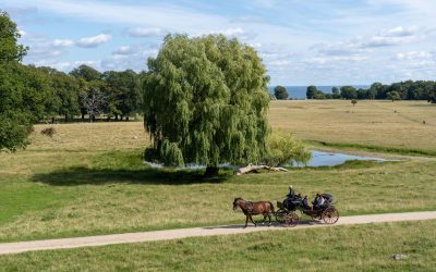 horse Carriage tour Deer Garden